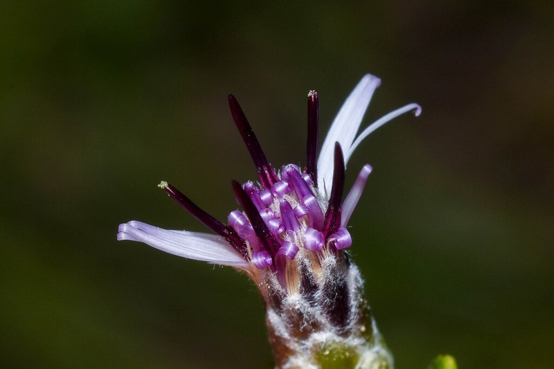 Aphyllocladus spartioides