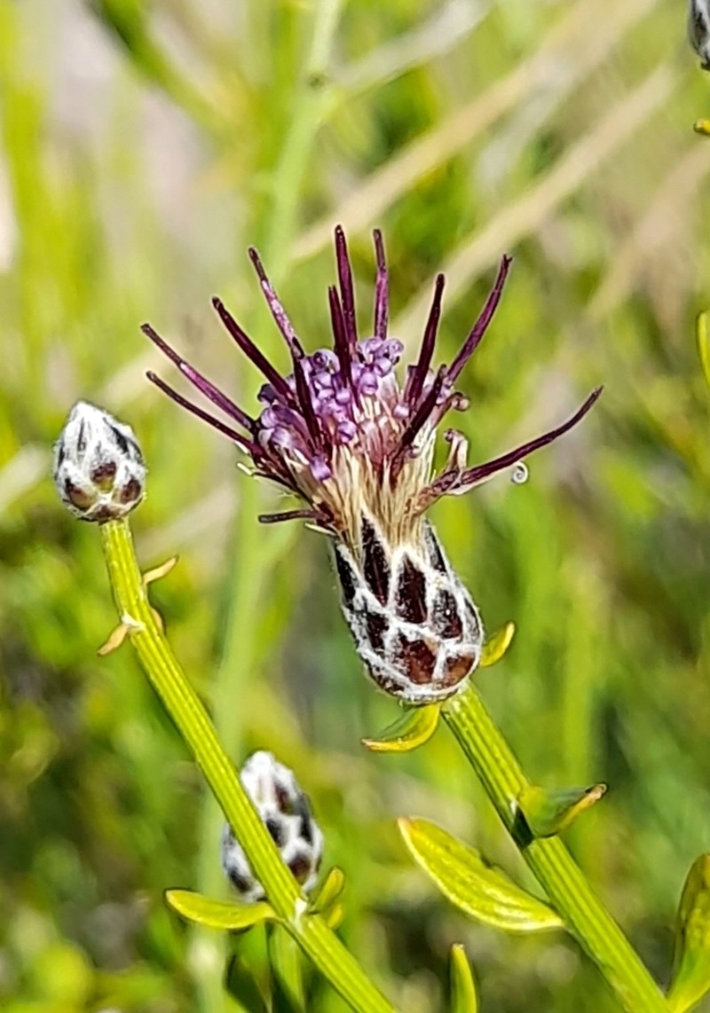 Aphyllocladus spartioides photo 2