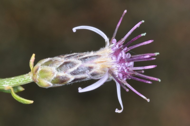 Aphyllocladus spartioides photo 3