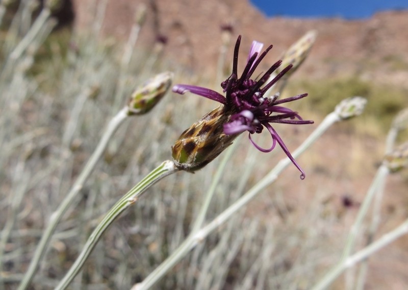 Aphyllocladus spartioides photo 4