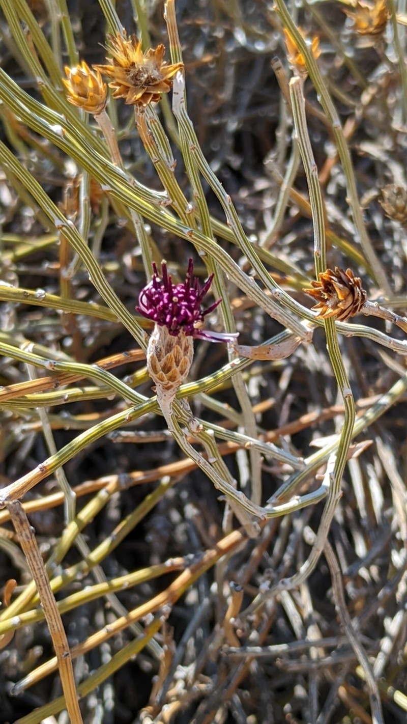 Aphyllocladus spartioides photo 5