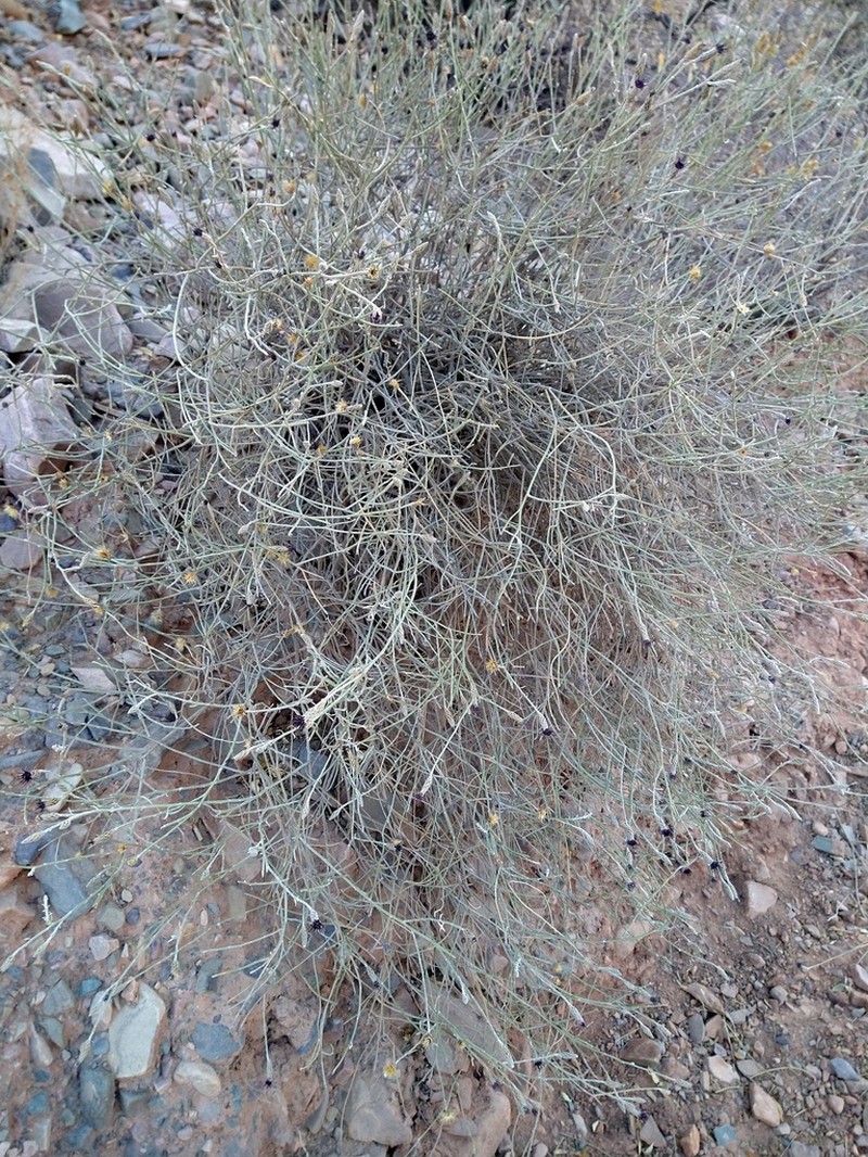 Aphyllocladus spartioides photo 6