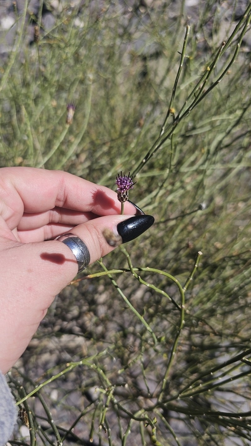 Aphyllocladus spartioides photo 7