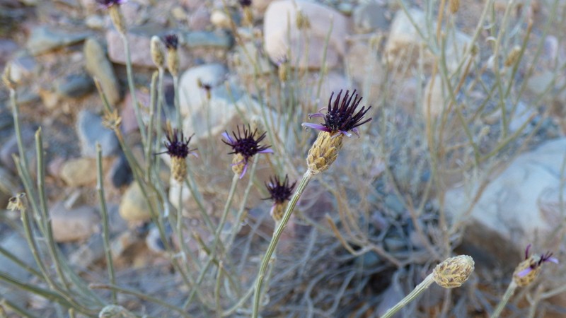 Aphyllocladus spartioides photo 8