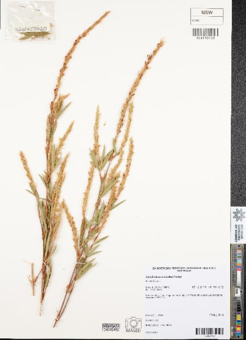 Aphyllodium australiense photo 2