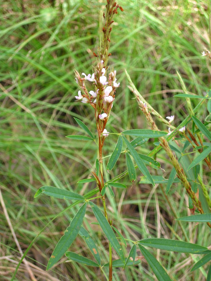 Aphyllodium australiense photo 3