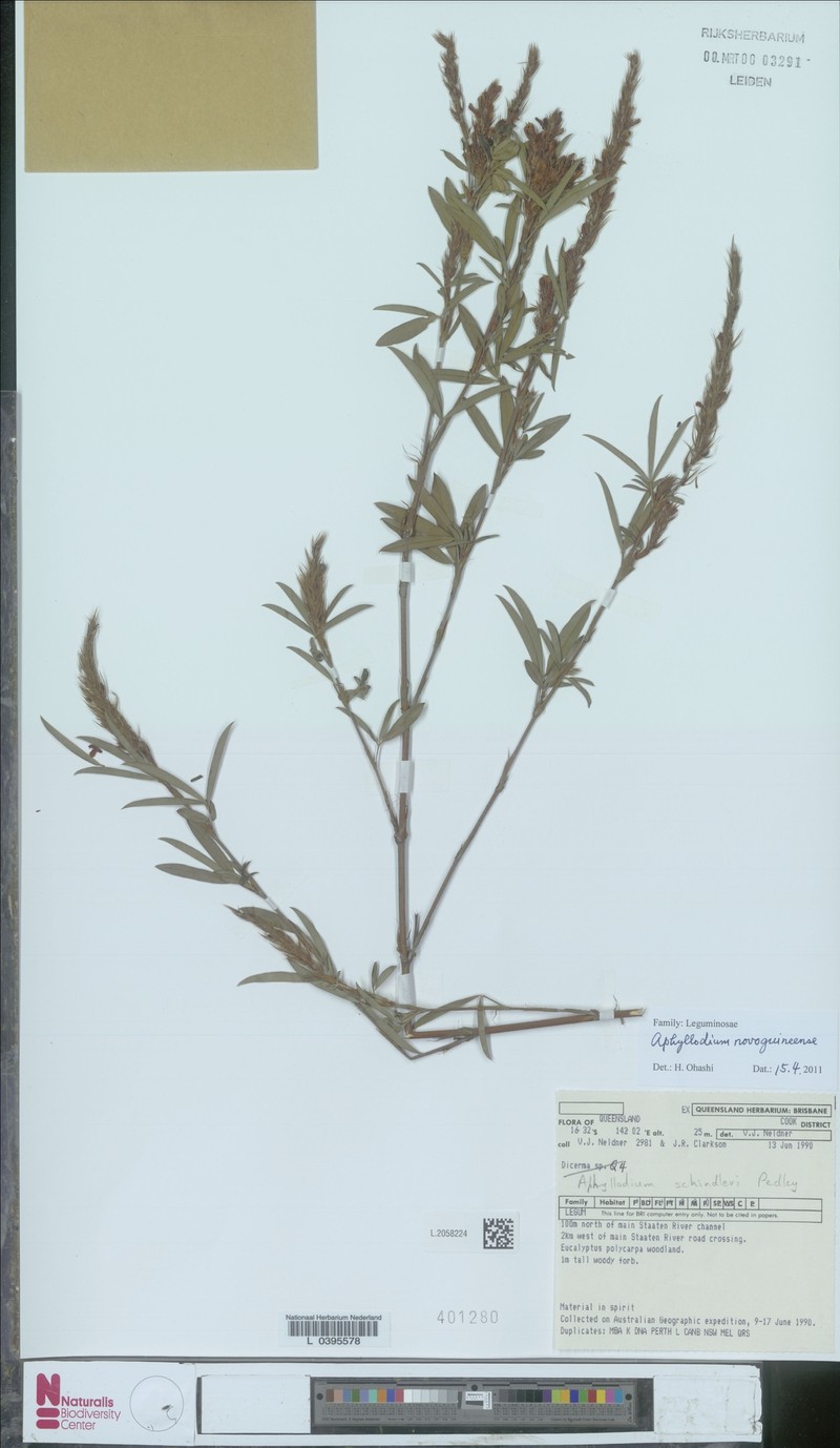 Aphyllodium australiense photo 4