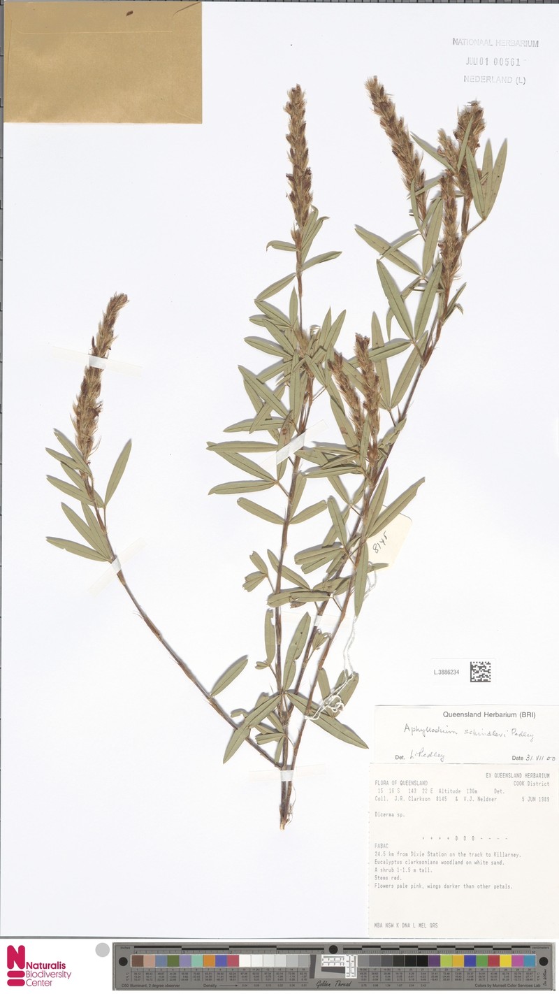 Aphyllodium australiense photo 5