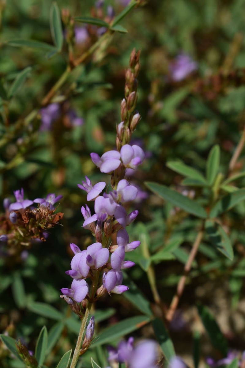 Aphyllodium biarticulatum