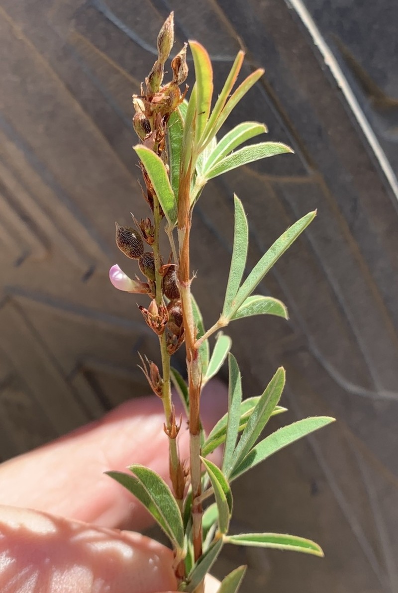 Aphyllodium biarticulatum photo 2