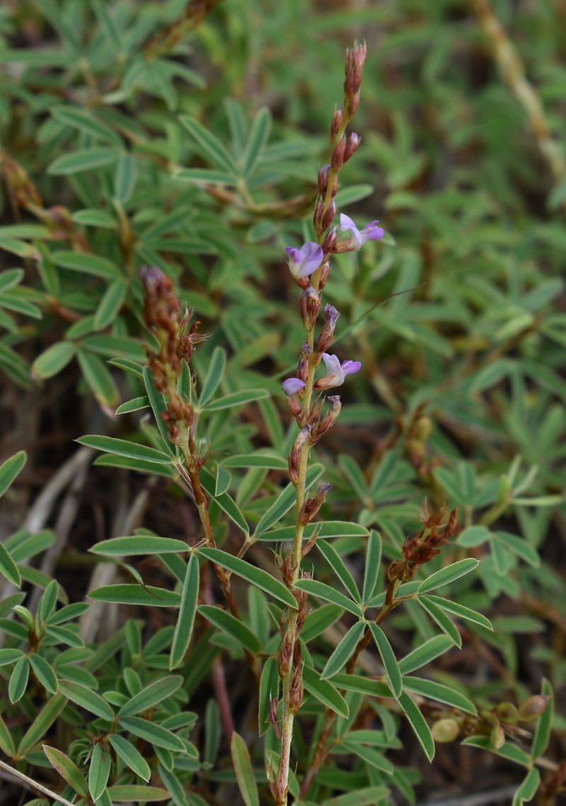 Aphyllodium biarticulatum photo 3