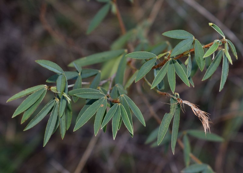 Aphyllodium biarticulatum photo 4