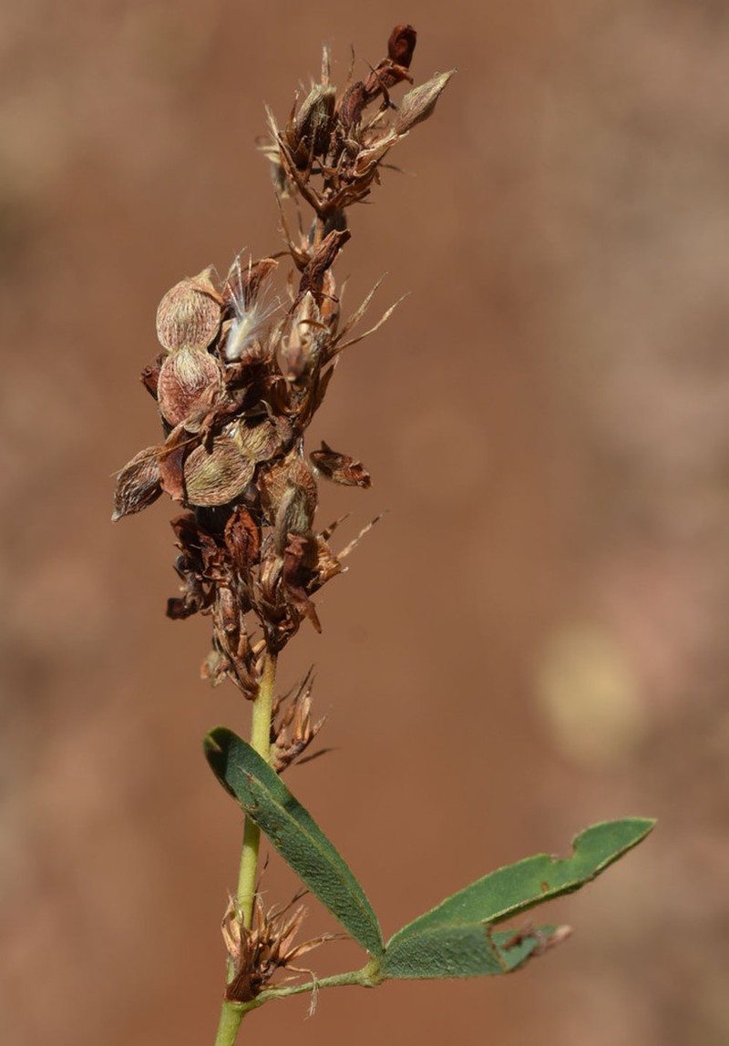 Aphyllodium biarticulatum photo 5