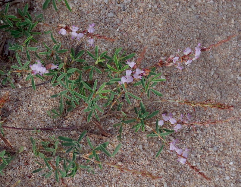 Aphyllodium biarticulatum photo 6