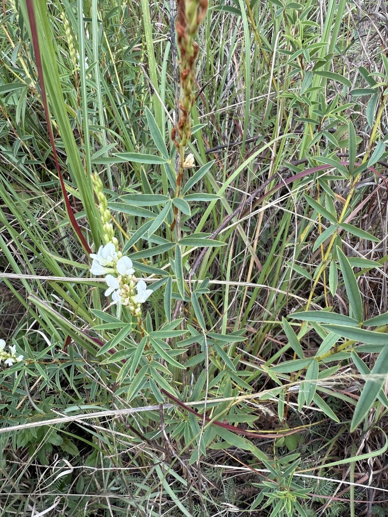 Aphyllodium biarticulatum photo 7