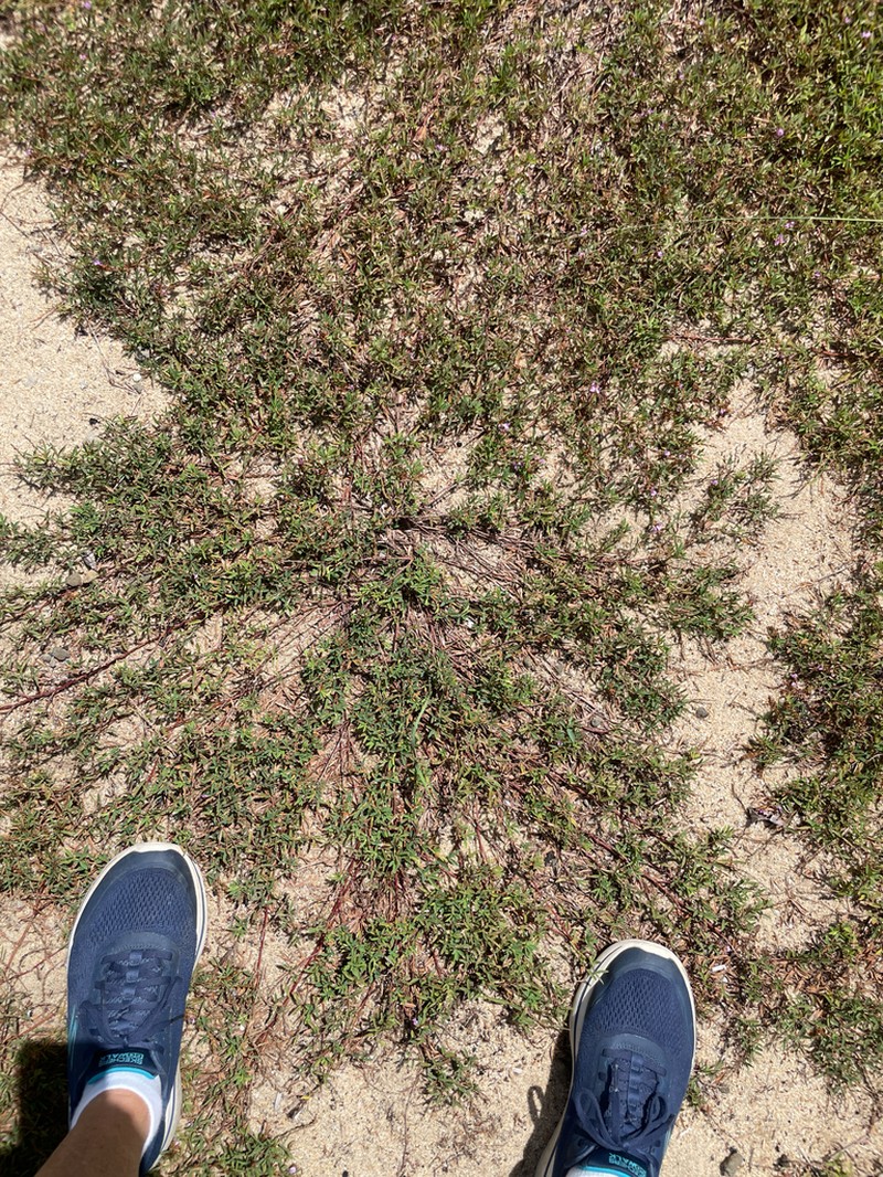 Aphyllodium biarticulatum photo 8