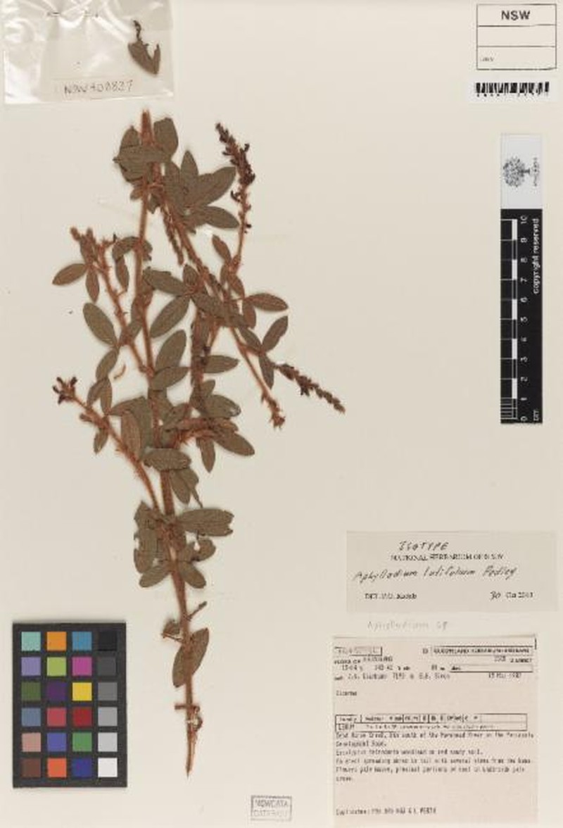 Aphyllodium latifolium