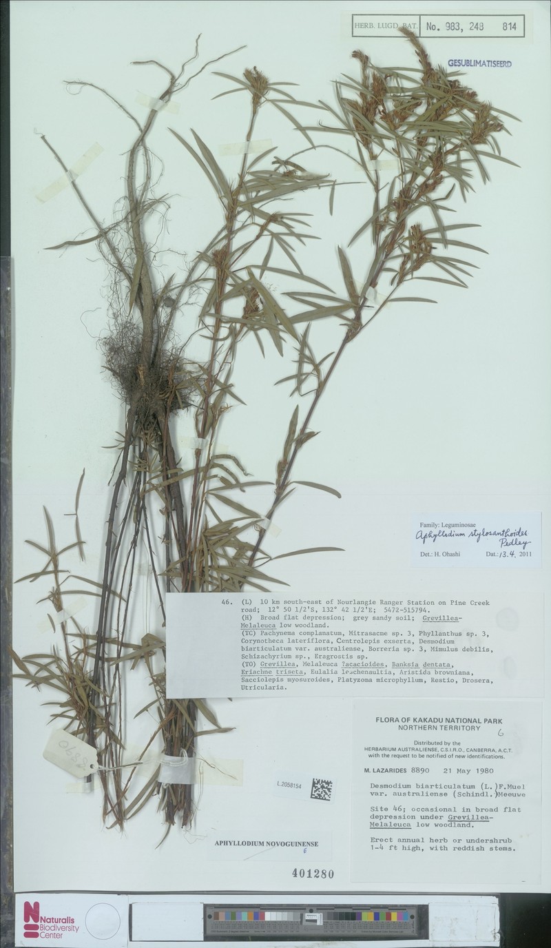 Aphyllodium stylosanthoides