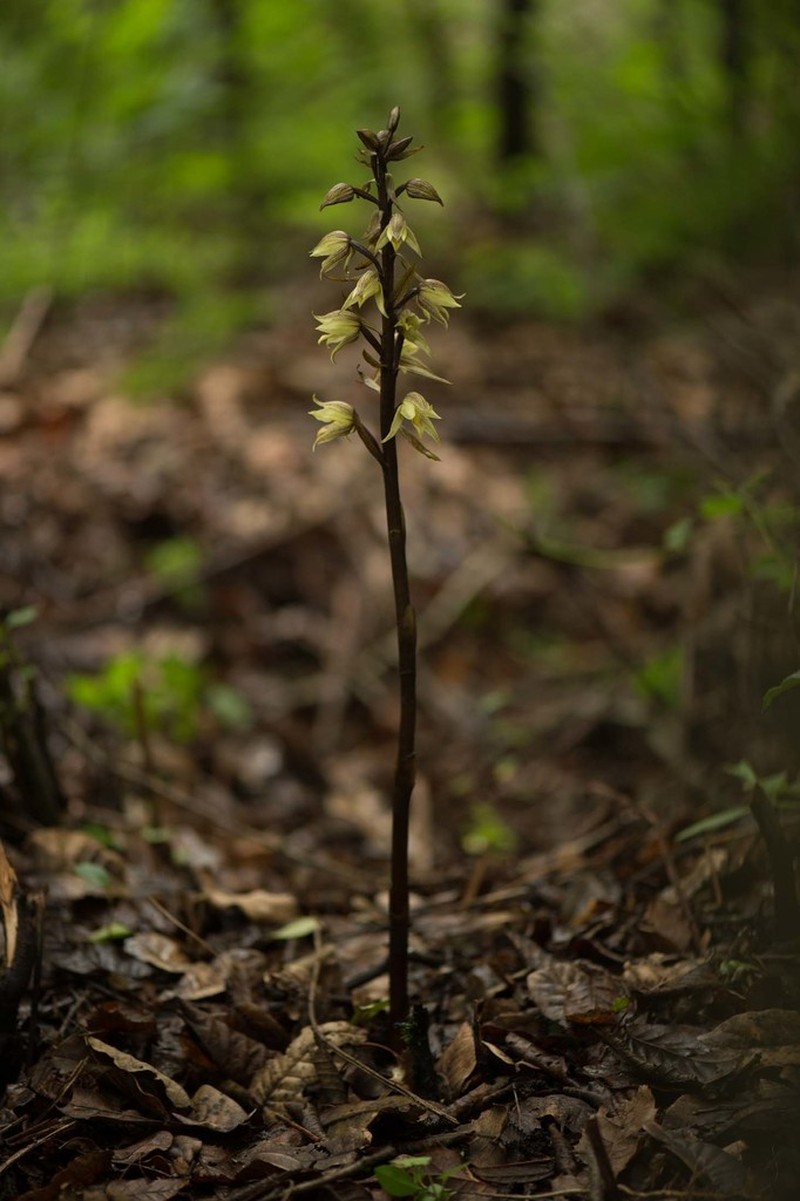Aphyllorchis alpina