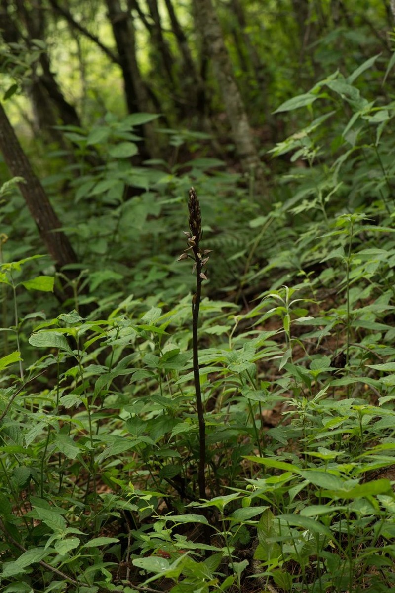 Aphyllorchis alpina photo 2