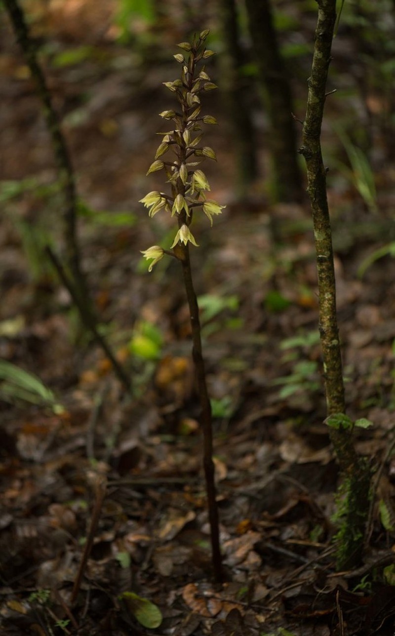 Aphyllorchis alpina photo 3