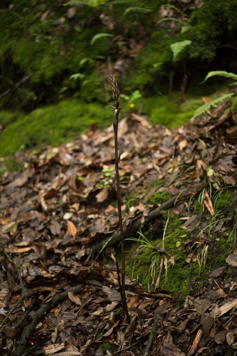 Aphyllorchis alpina photo 4
