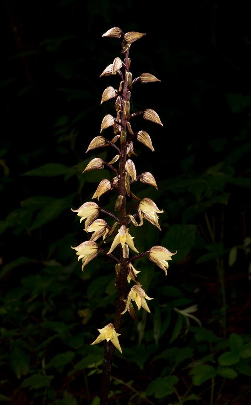 Aphyllorchis alpina photo 5