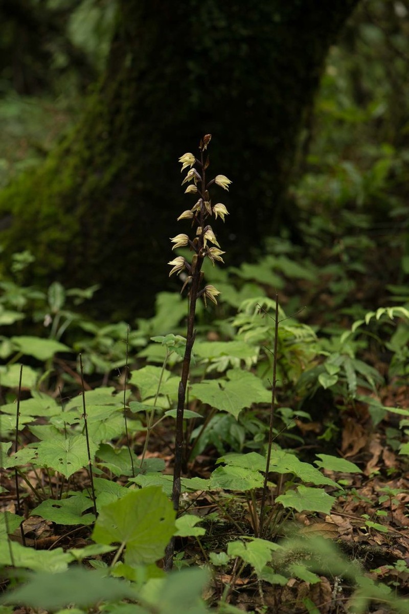 Aphyllorchis alpina photo 6