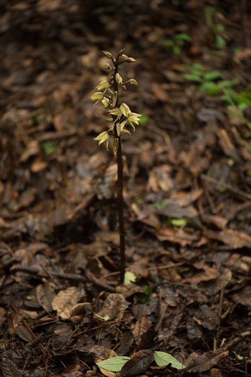 Aphyllorchis alpina photo 7