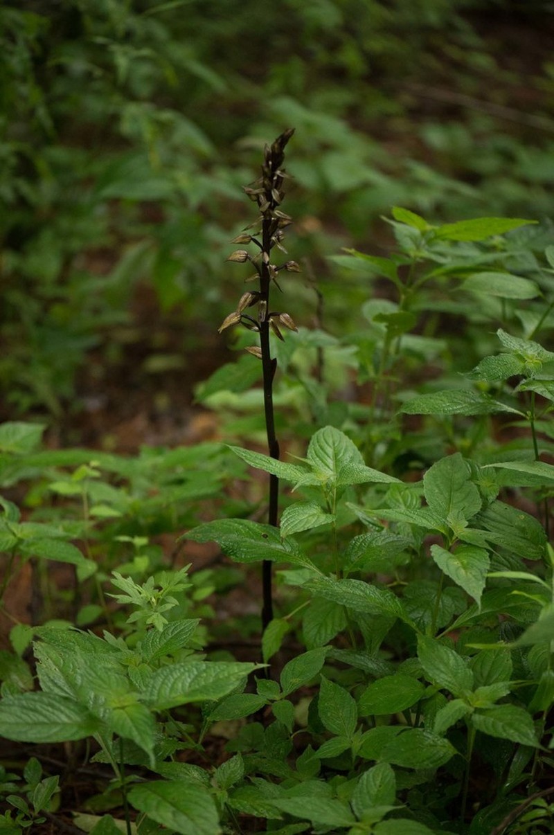 Aphyllorchis alpina photo 8
