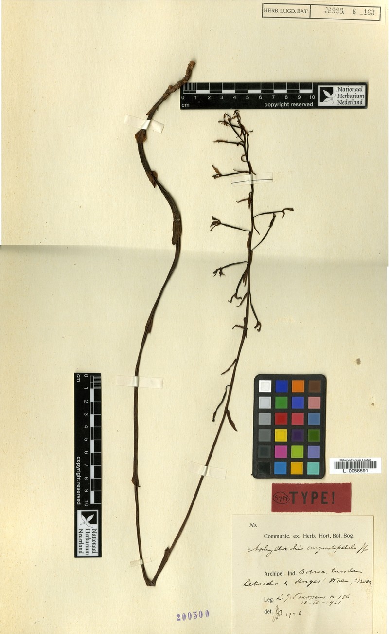 Aphyllorchis angustipetala