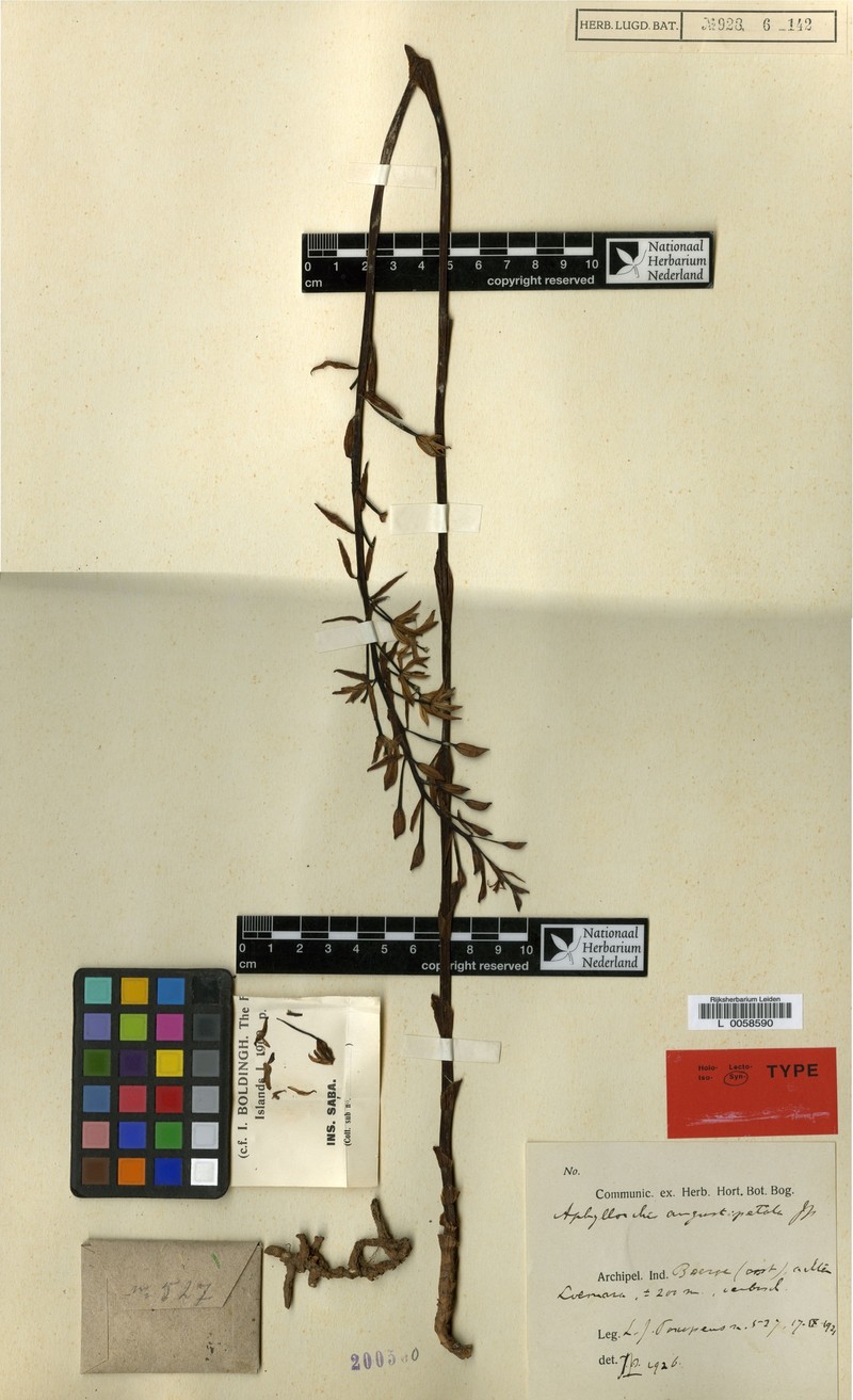 Aphyllorchis angustipetala photo 2
