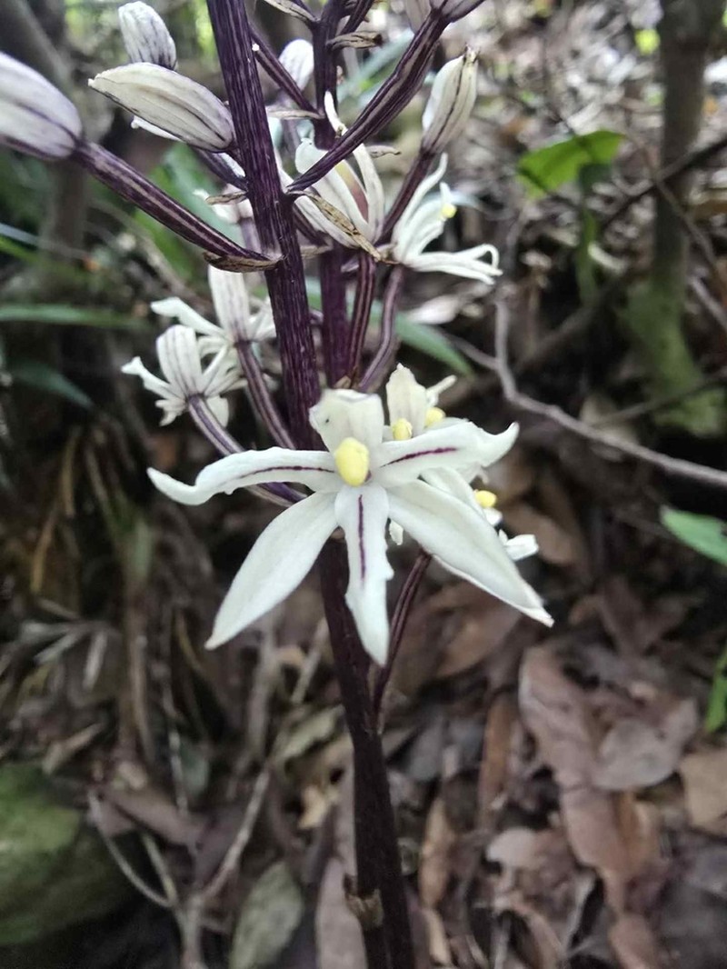 Aphyllorchis anomala