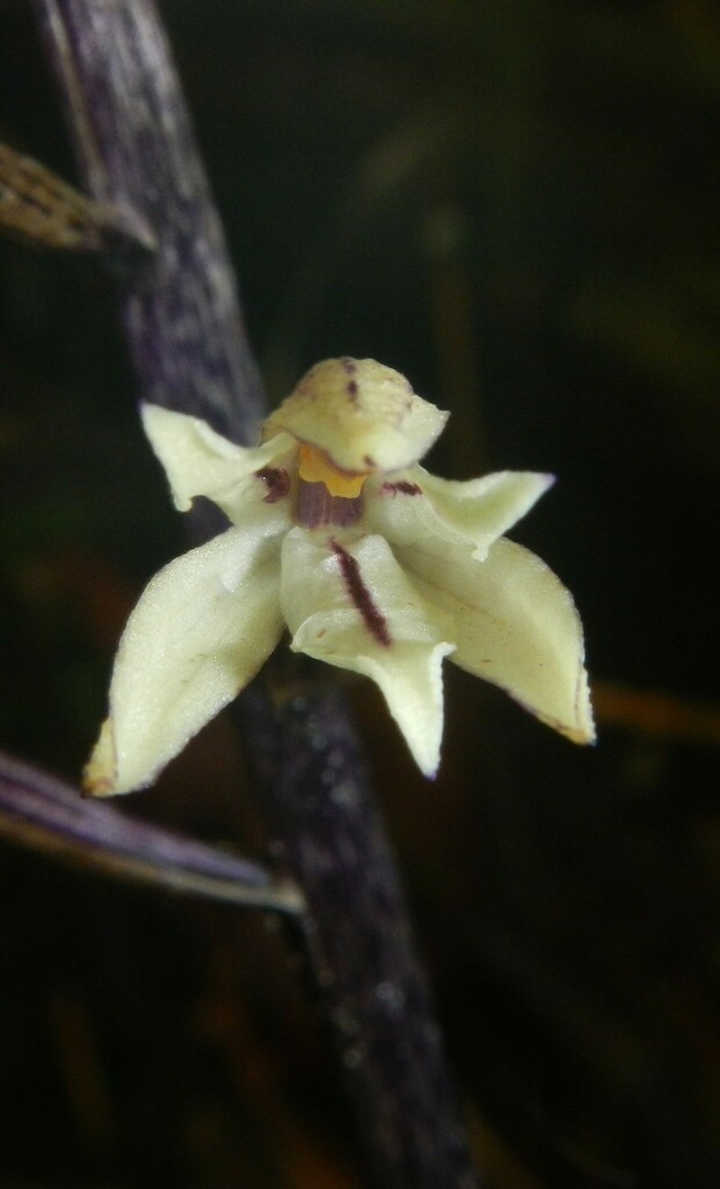 Aphyllorchis anomala photo 2