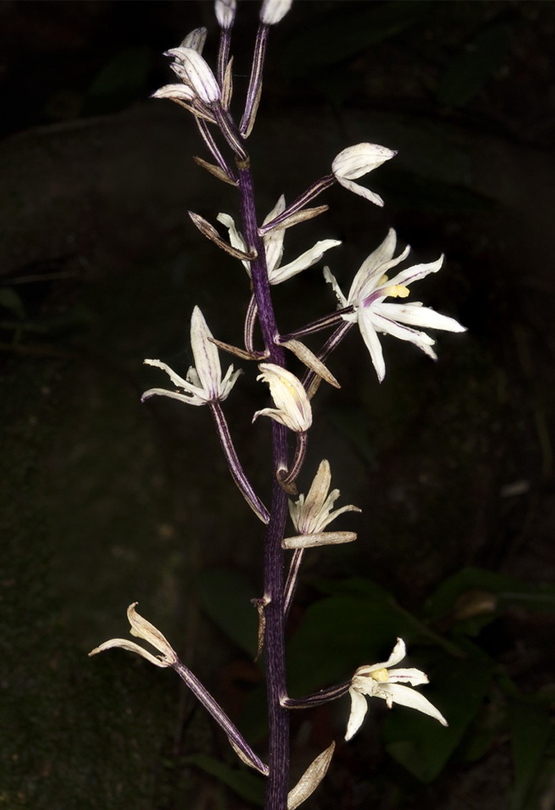 Aphyllorchis anomala photo 4