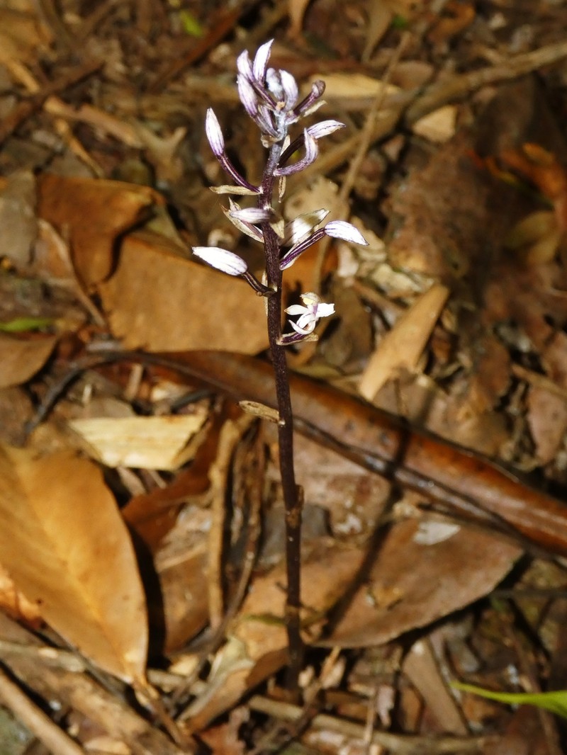 Aphyllorchis anomala photo 5