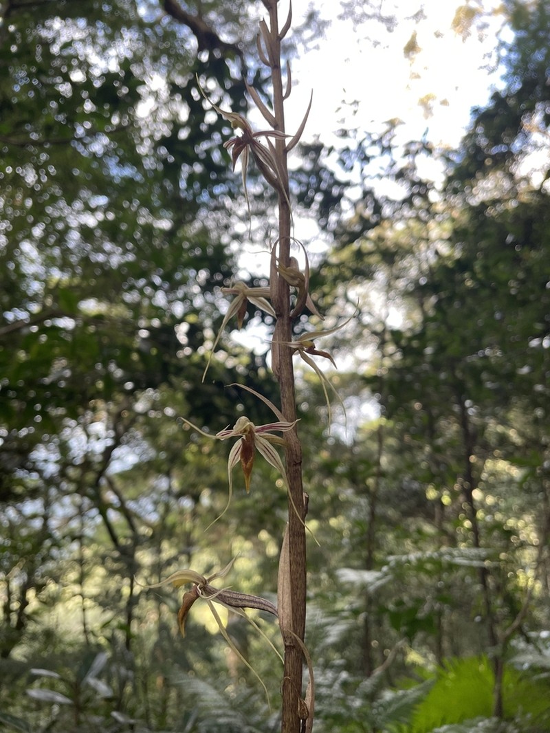 Aphyllorchis caudata