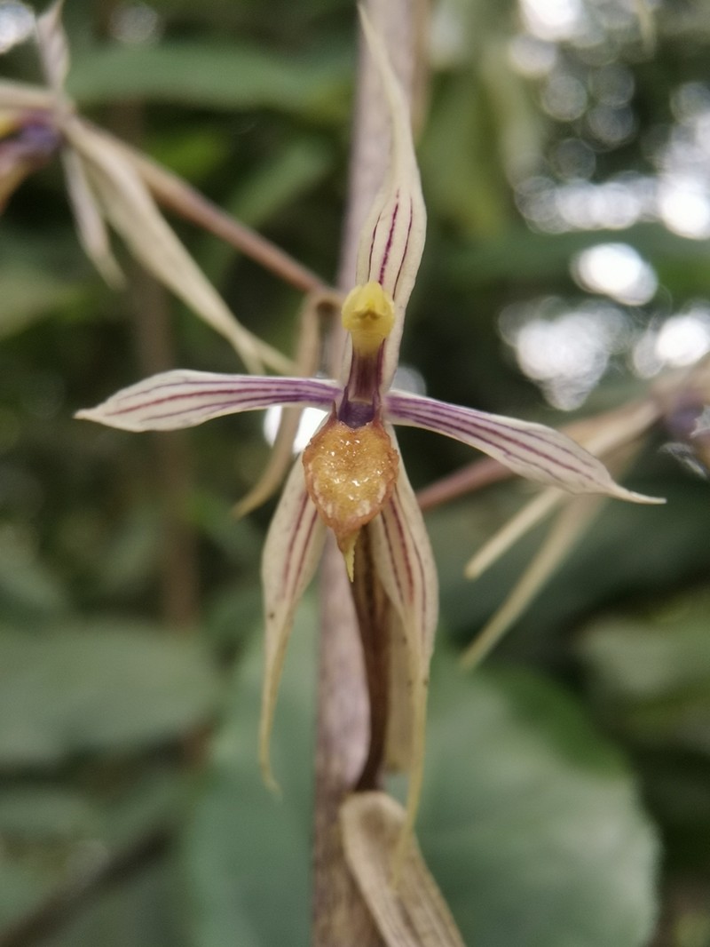Aphyllorchis caudata photo 2
