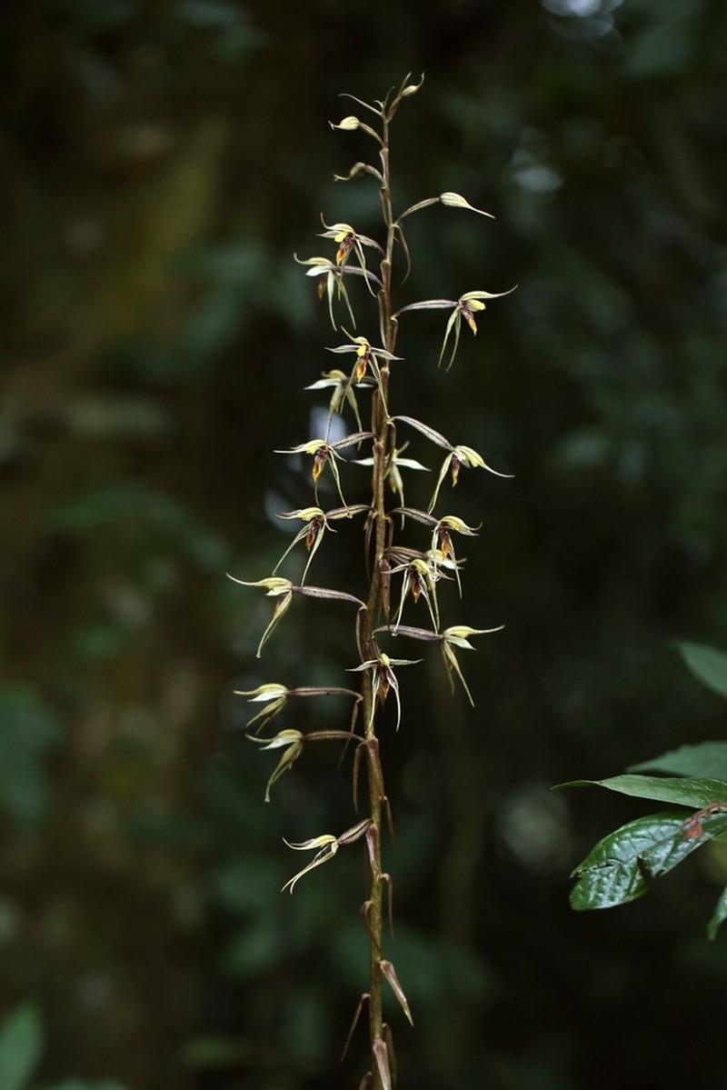 Aphyllorchis caudata photo 3