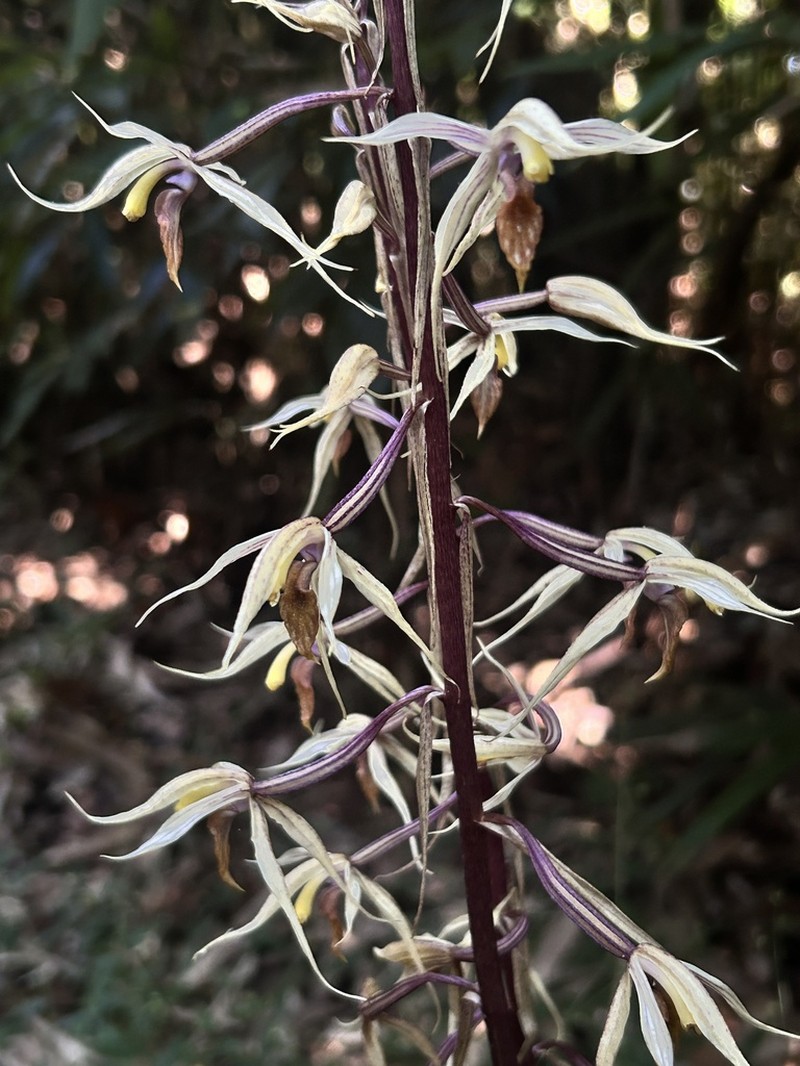 Aphyllorchis caudata photo 4