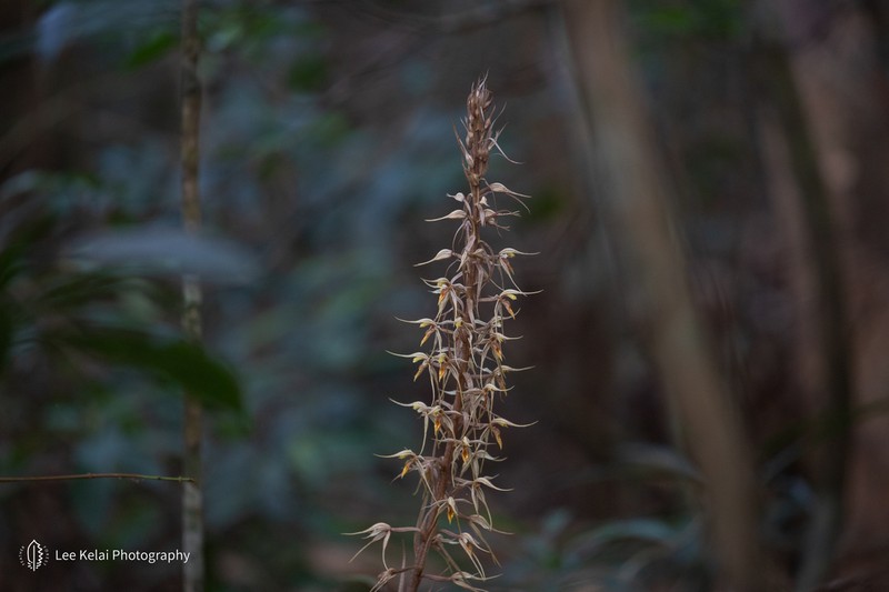 Aphyllorchis caudata photo 5