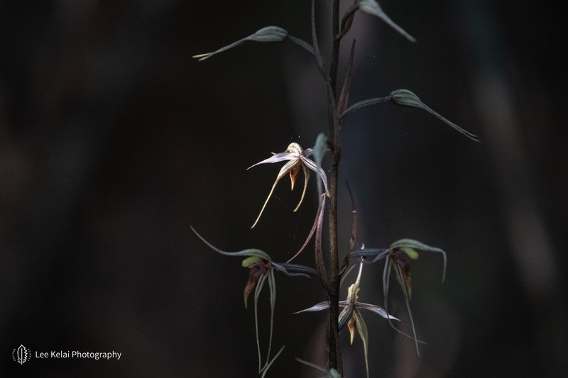 Aphyllorchis caudata photo 6