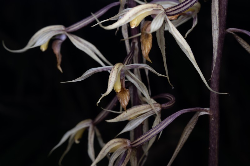 Aphyllorchis caudata photo 7