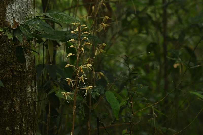 Aphyllorchis caudata photo 8