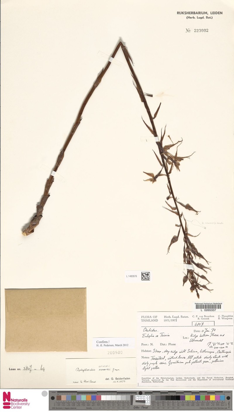 Aphyllorchis evrardii