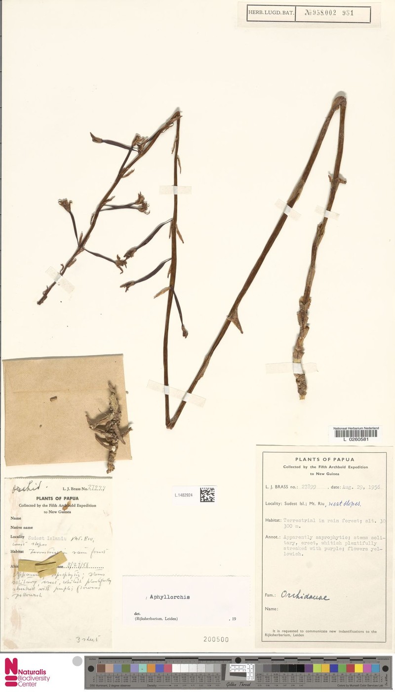Aphyllorchis exilis