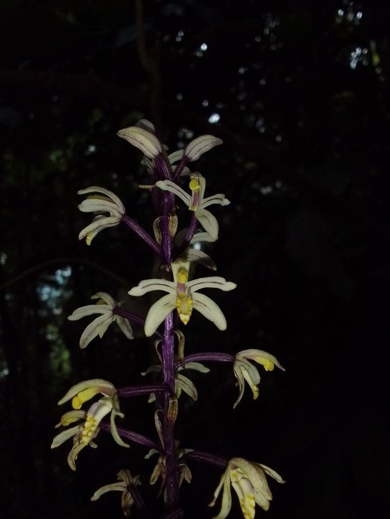 Aphyllorchis maliauensis