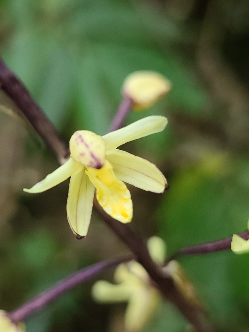 Aphyllorchis montana
