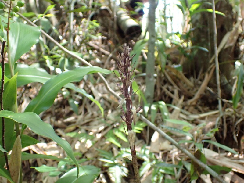 Aphyllorchis montana photo 2