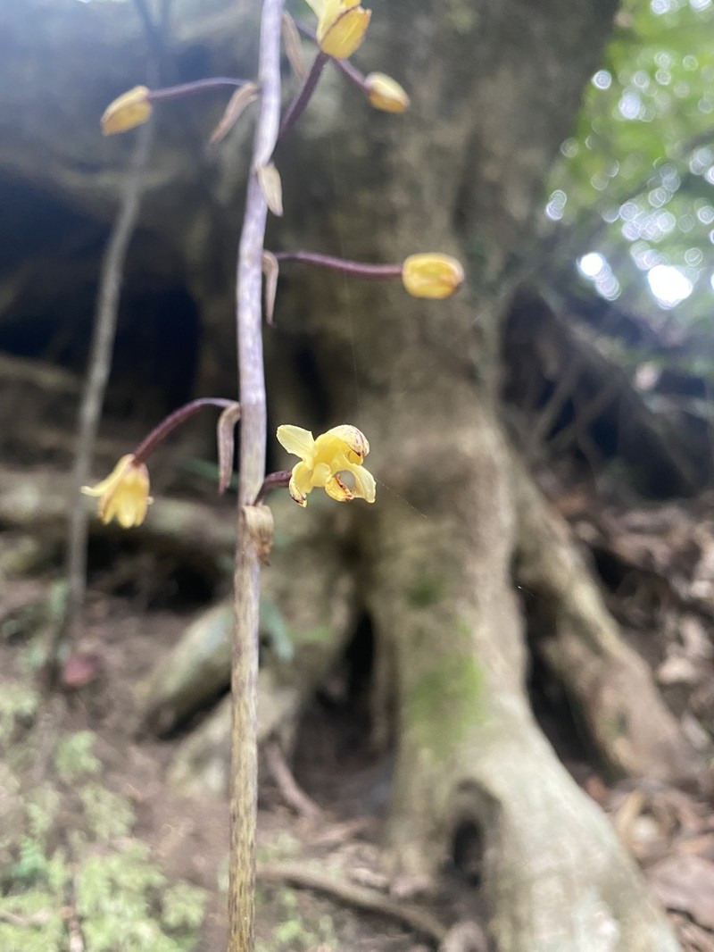 Aphyllorchis montana photo 3